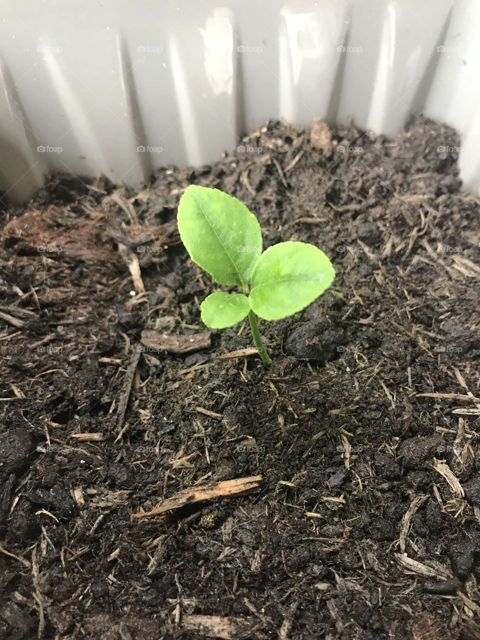 My own lemon tree from seed 🍋