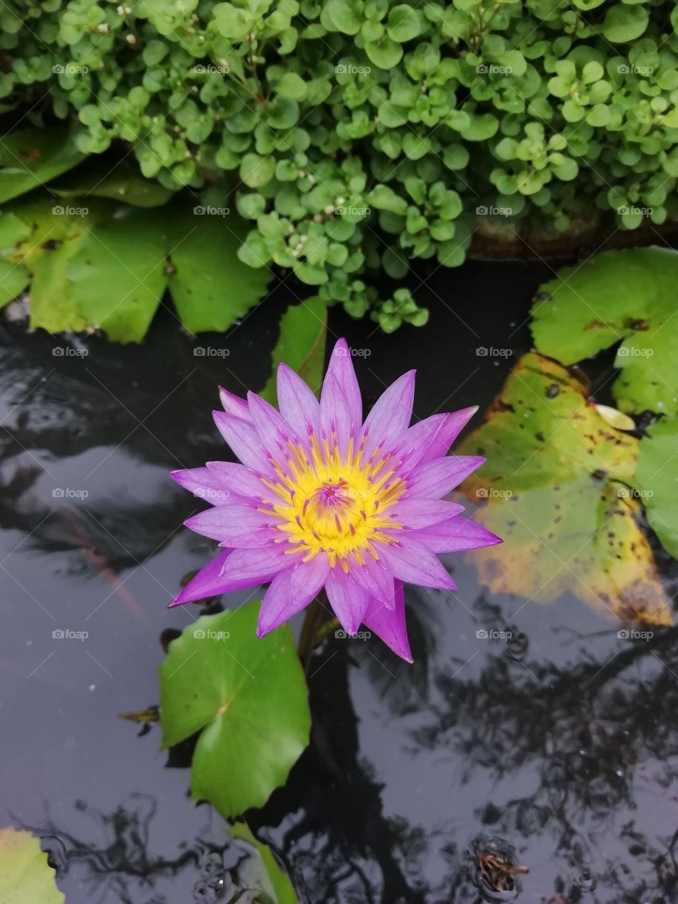 water lily close up snap
