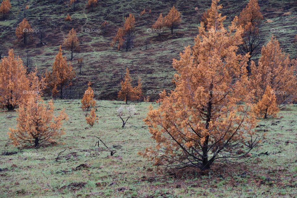 Wild grasses on a hillside began to grow again in spring contrasting with the juniper trees that are orange due to a fire the previous year. 