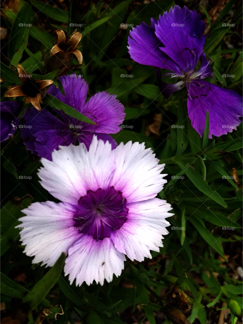 petals purple flowers gold flowers by jmh