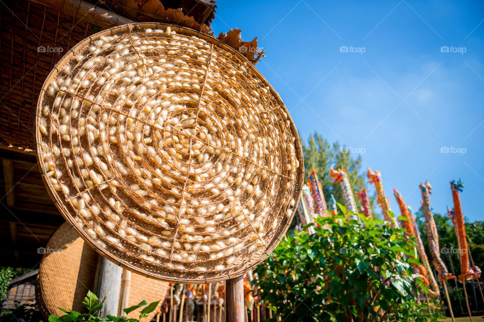 Silkworm in bamboo basket for silk fabric process