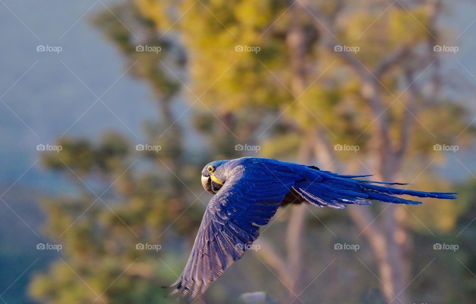 Arara azul colorindo o céu do Pantanal