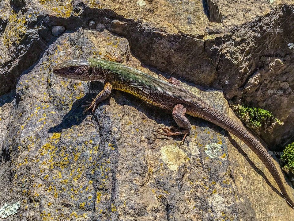 Nice lizard on the rocka