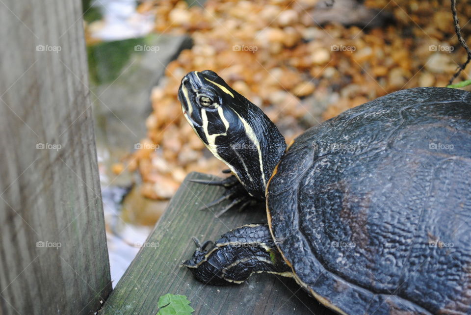 A beautiful turtle in Key West, Florida