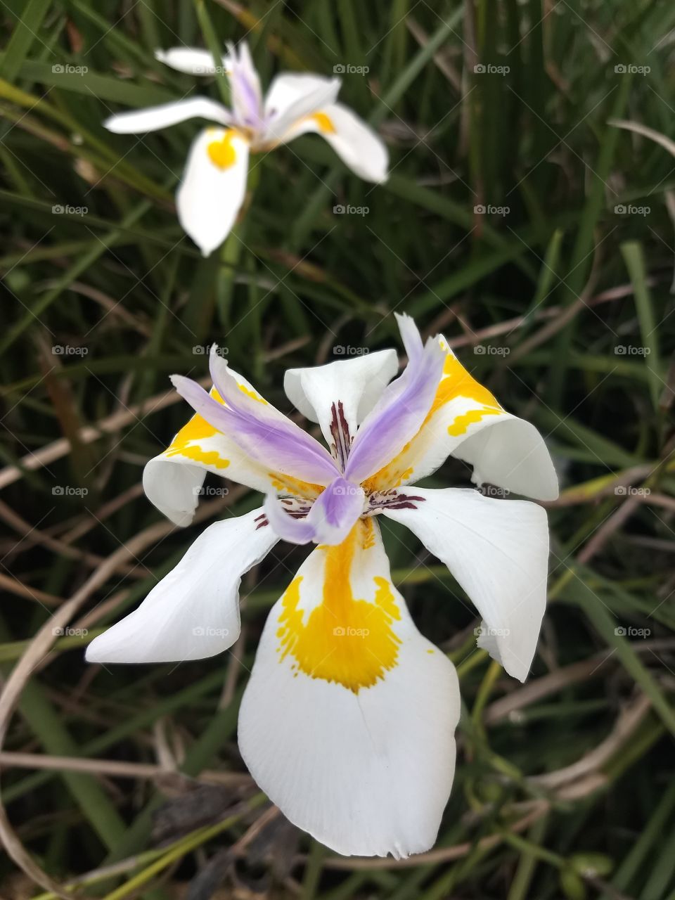 white, Orange and violet