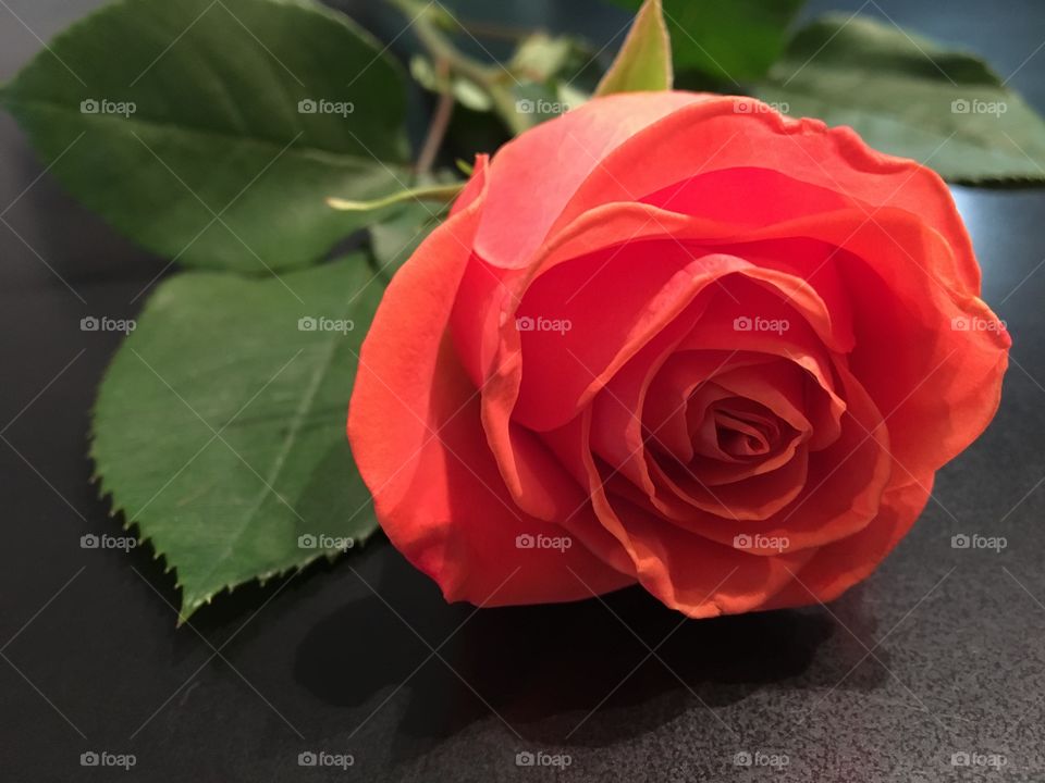 A Rose 