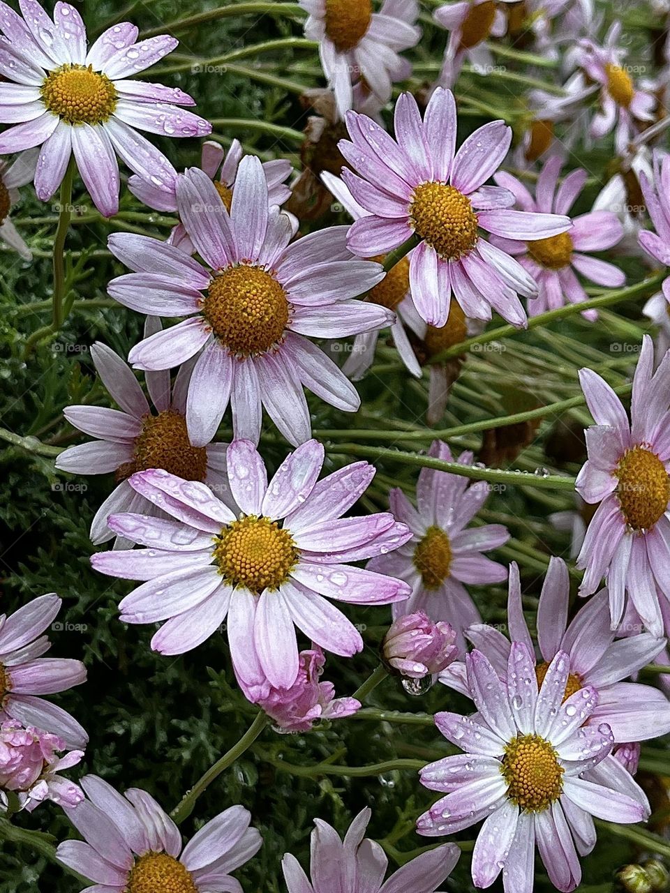 Pink Daisies in the Spring