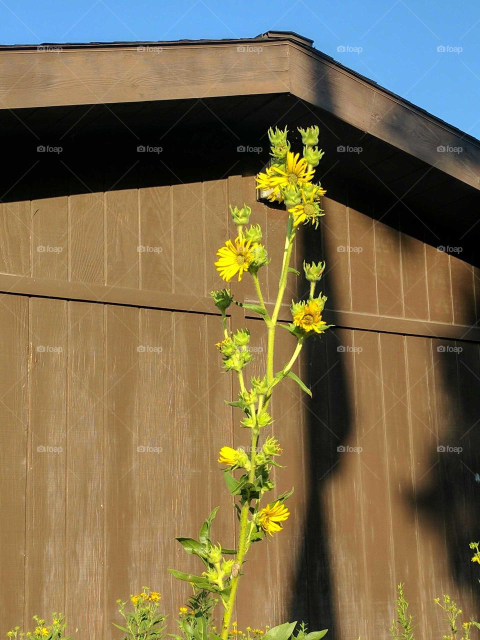 Sunflowers