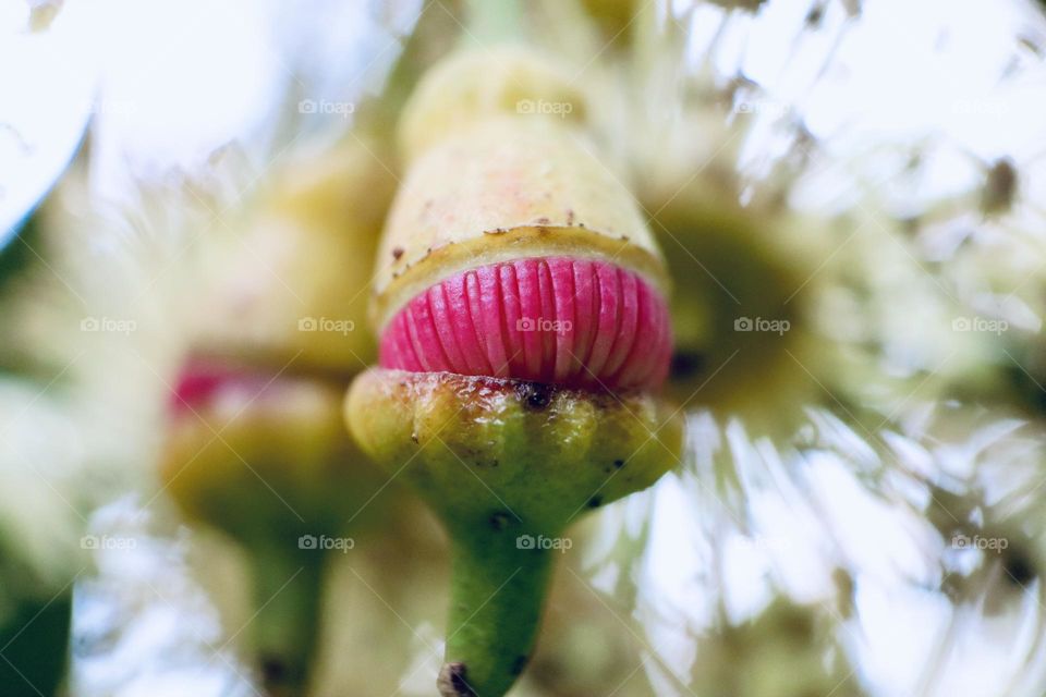 Eucalyptus flower bud