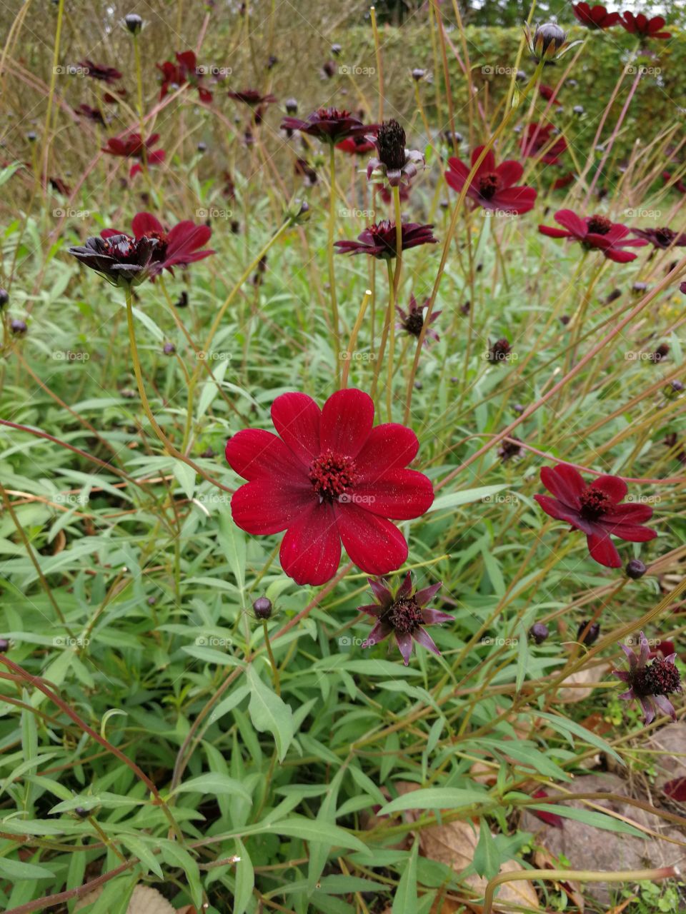 Red Flower in the parc...