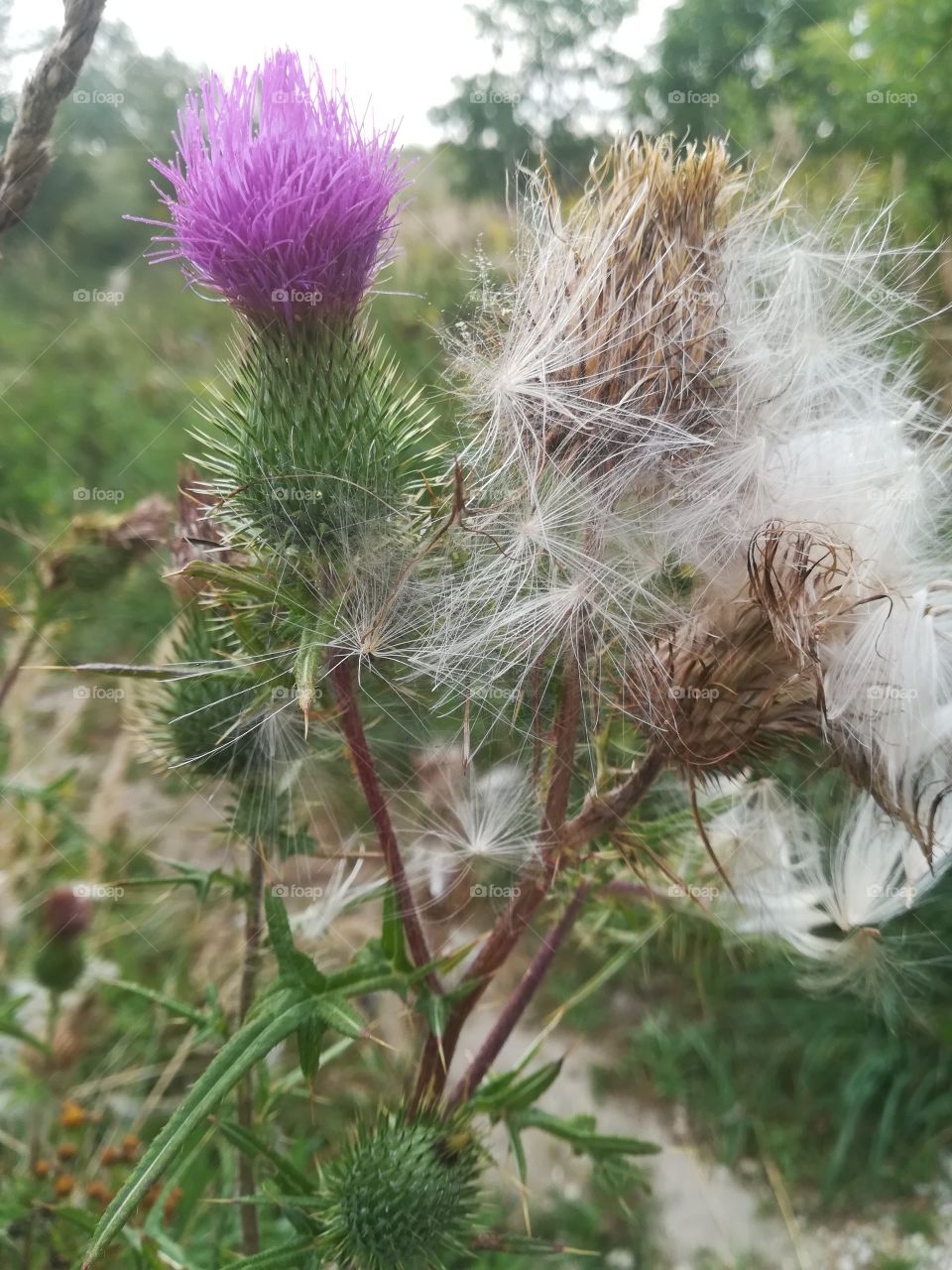 Thistle