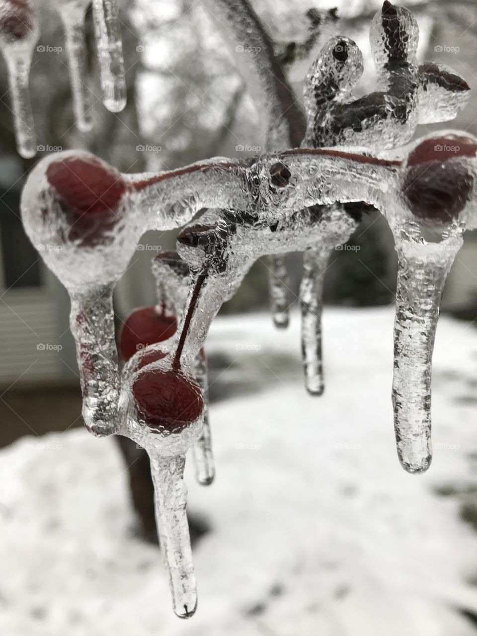 Iced berries