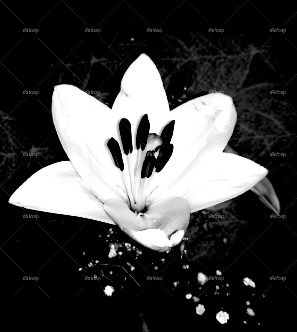 Flower black/white