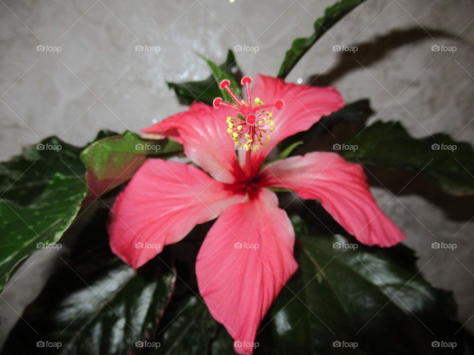 hibiscus, home rose, wonderful beautiful beautiful flower on my windowsill, in my house