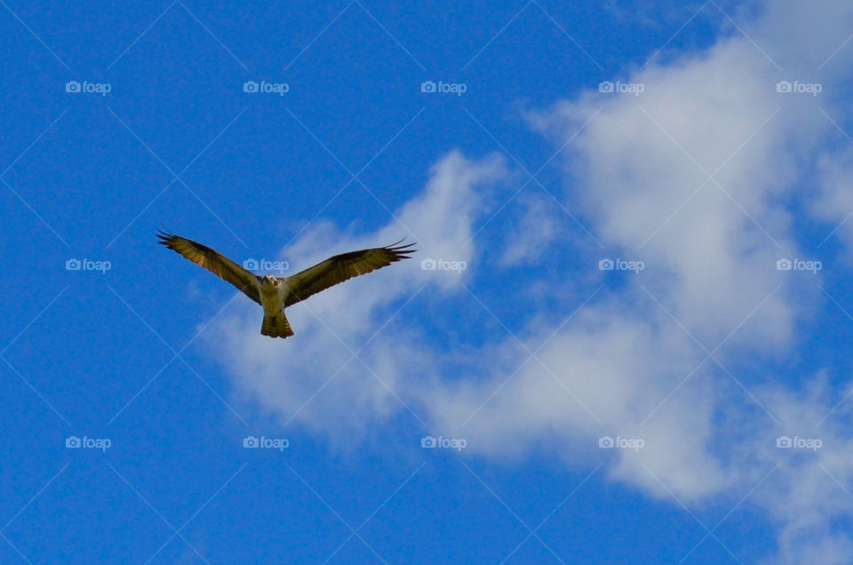 Bird's-eye View ( Series )