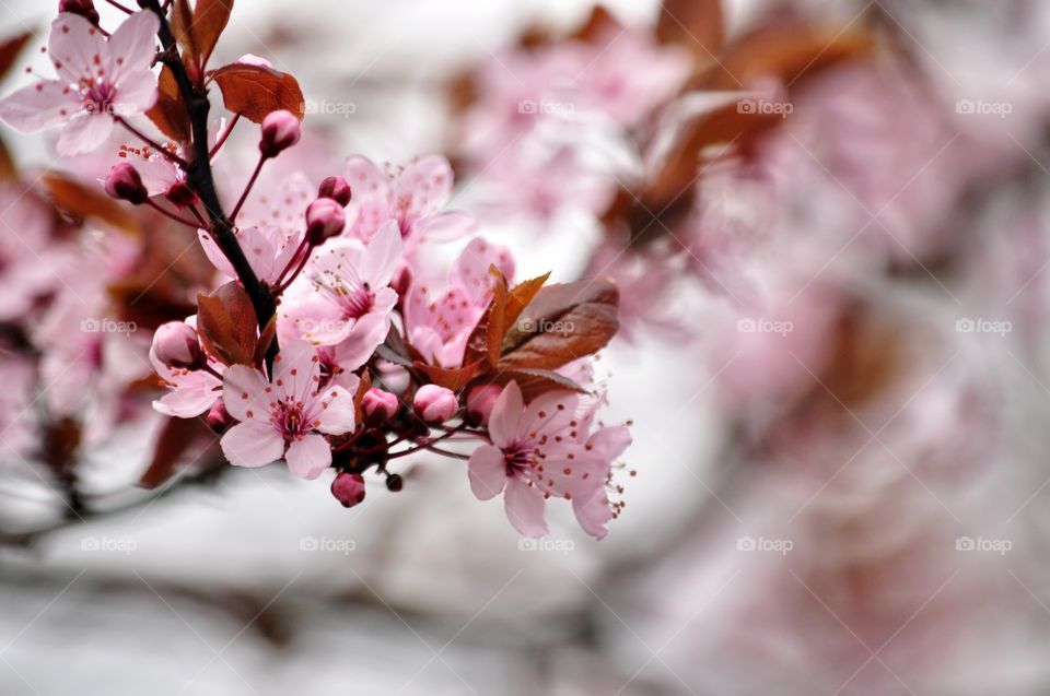 Flower, No Person, Cherry, Nature, Branch
