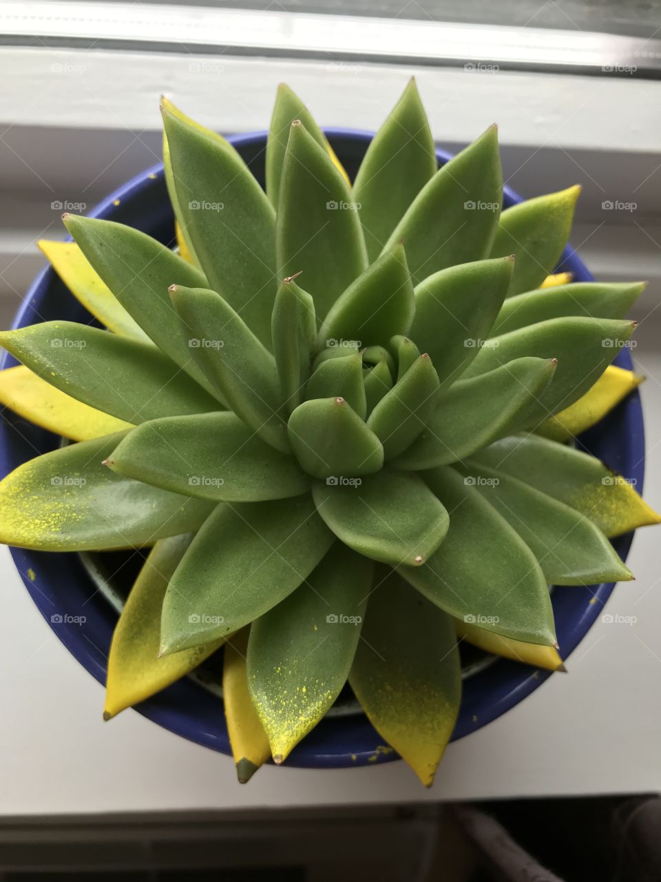 Green and yellow flower taken from above.                                          