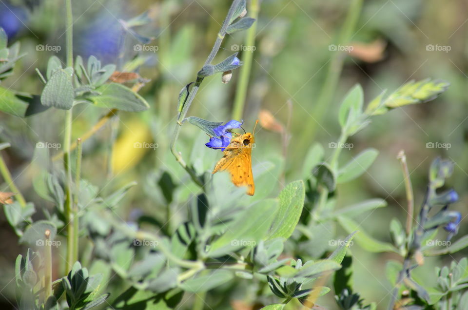 A cute tiny flower pollinator!  🐝🐞