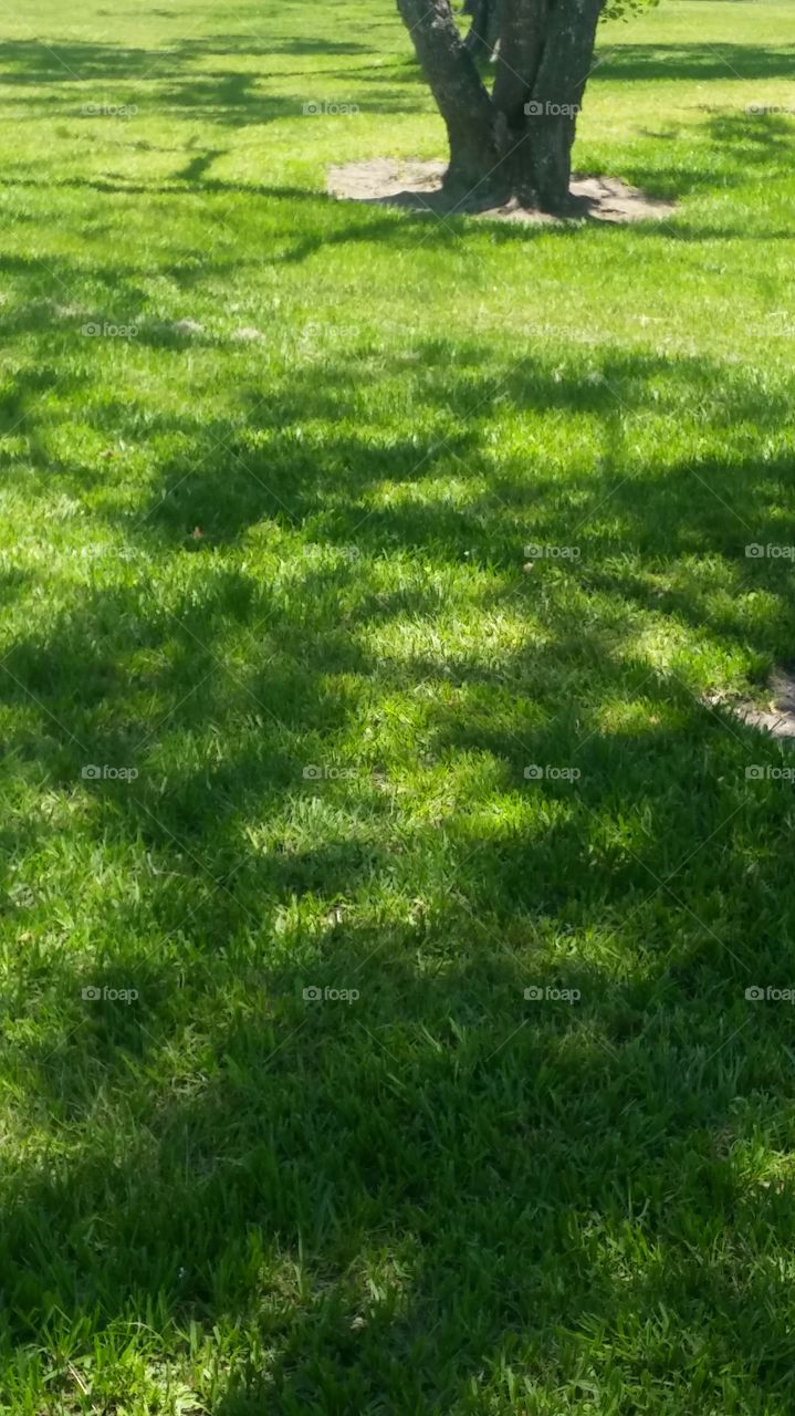 Shadows in the grass