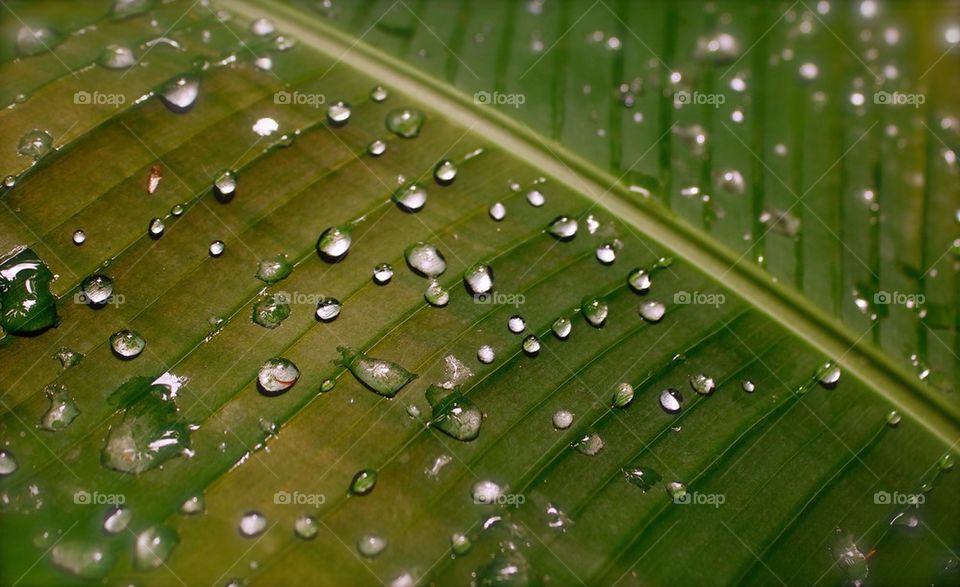 Tropical rain