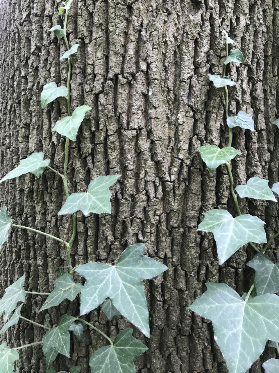Ivy climbing the tree
