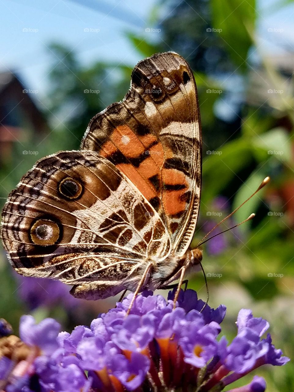 orange and brown butterfly drinking nectar from purple butterfly bush