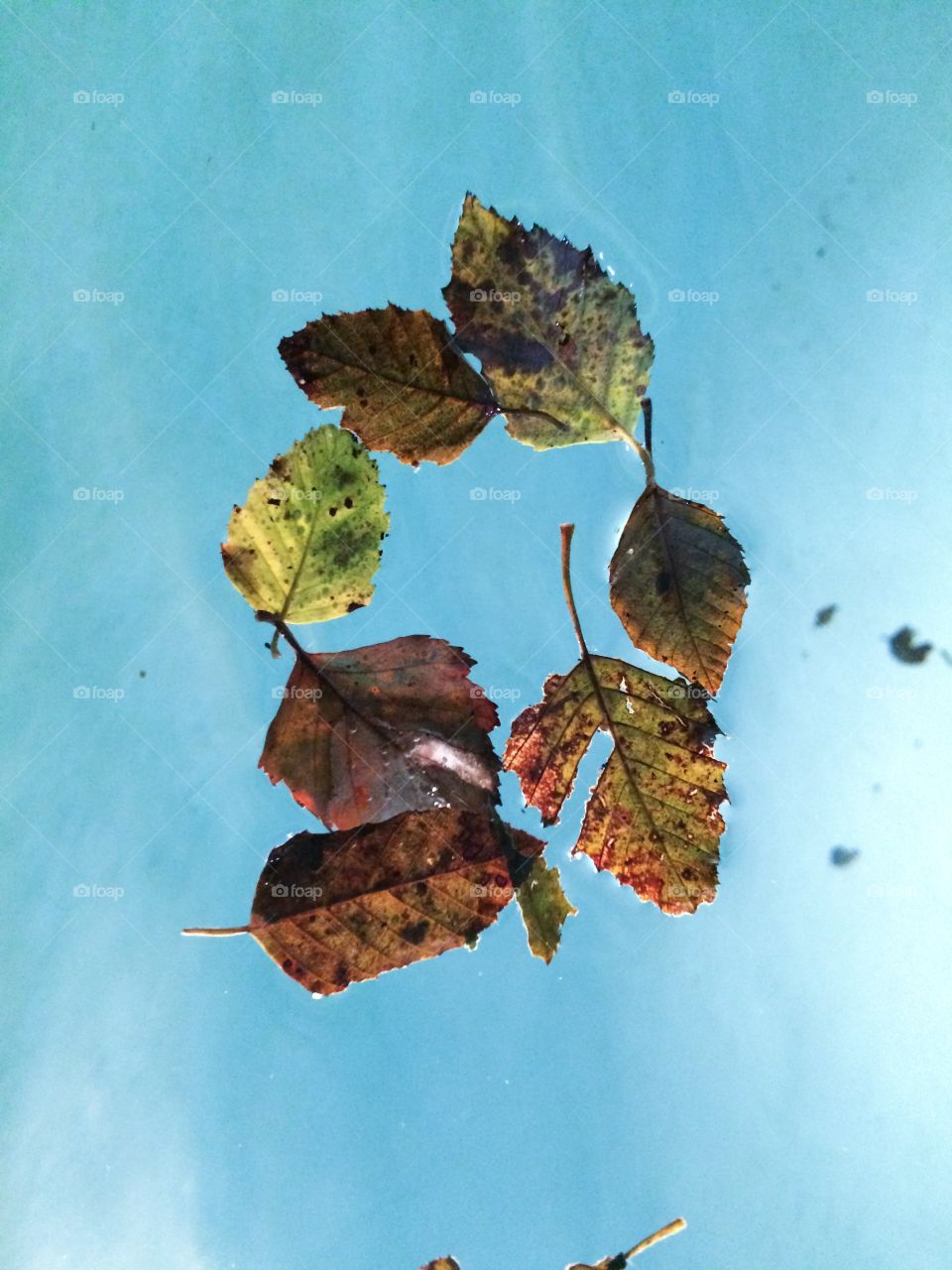 Leaves backlit floating in a pool