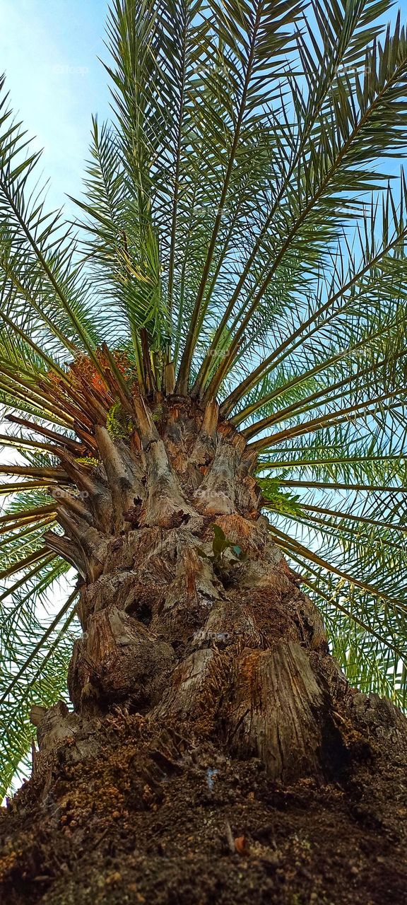 date palm