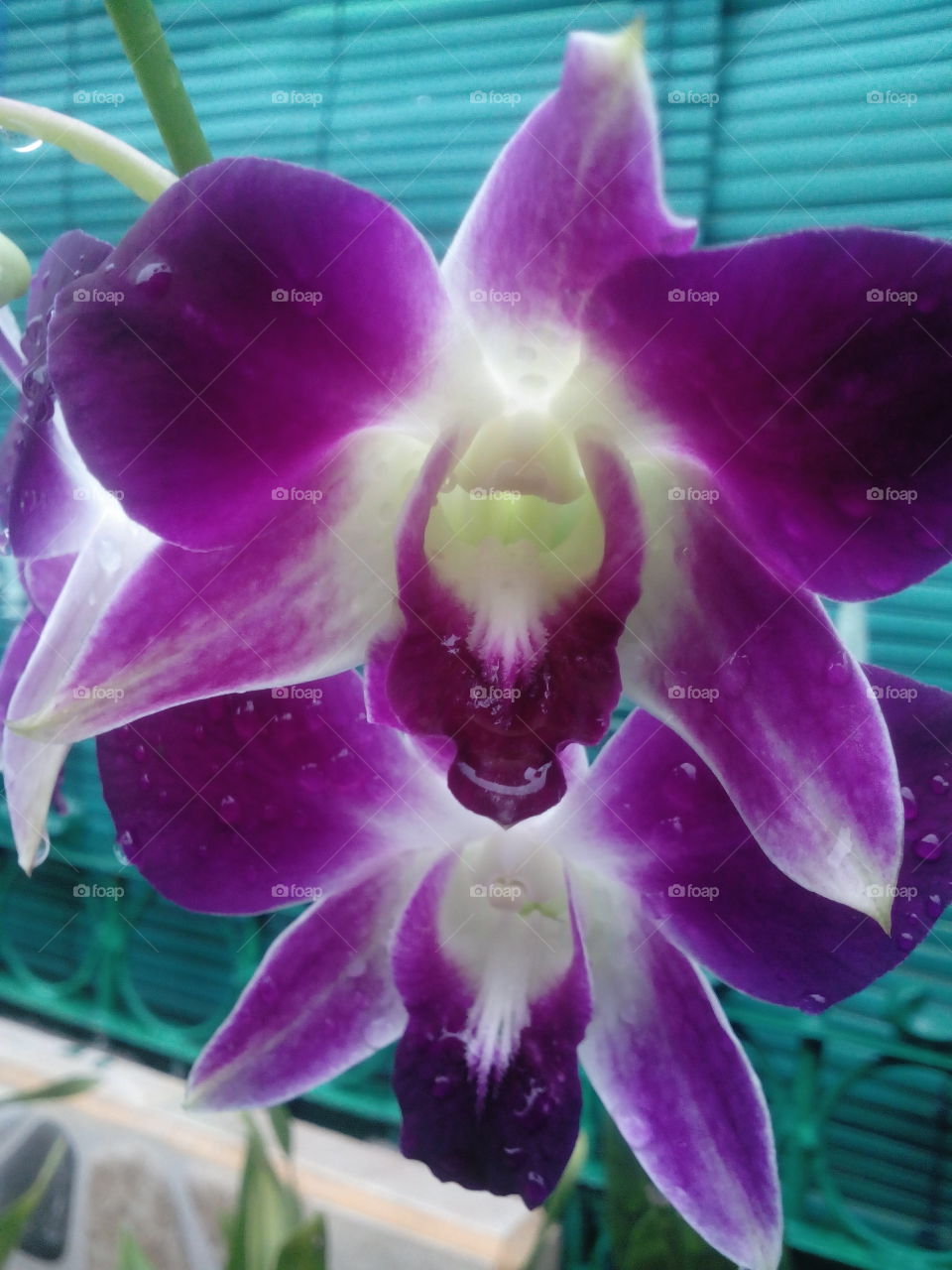 Orchid Purple Green White ( Anggrek )