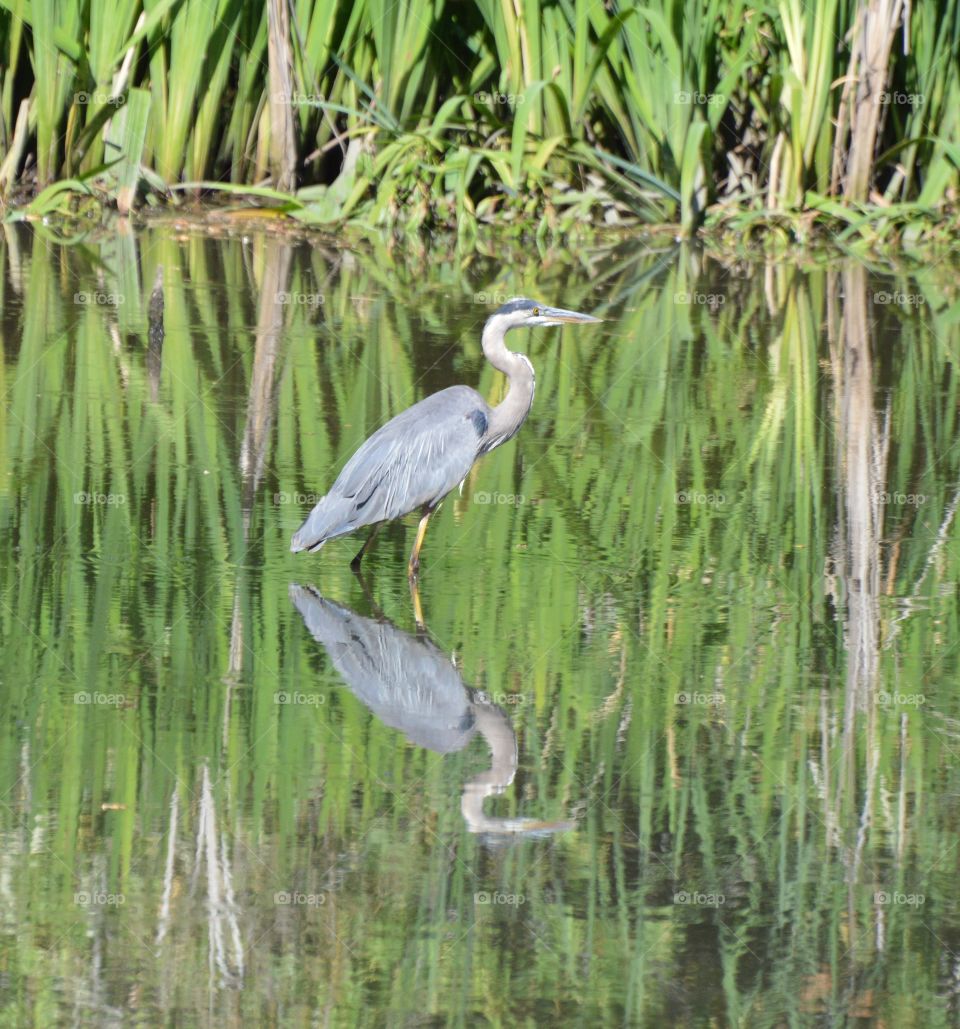 wildlife, grey heron fishing in a turtle pond.