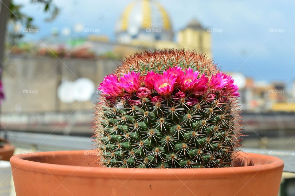 blooming cactus in spring