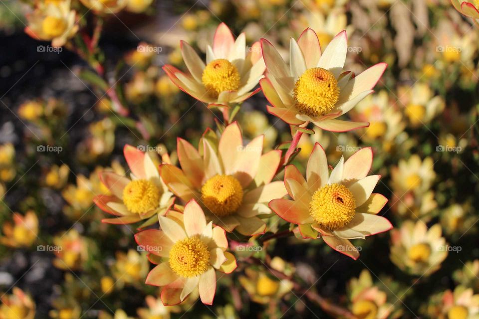 Close up of yellow leucadendrons reaching for the sky