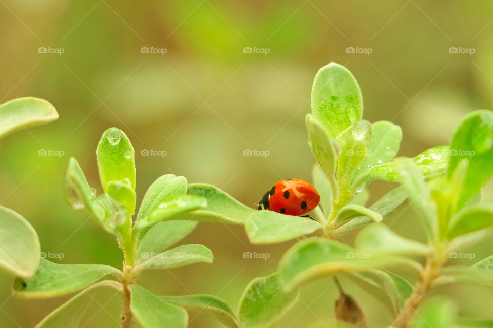 Ladybug on a leaf