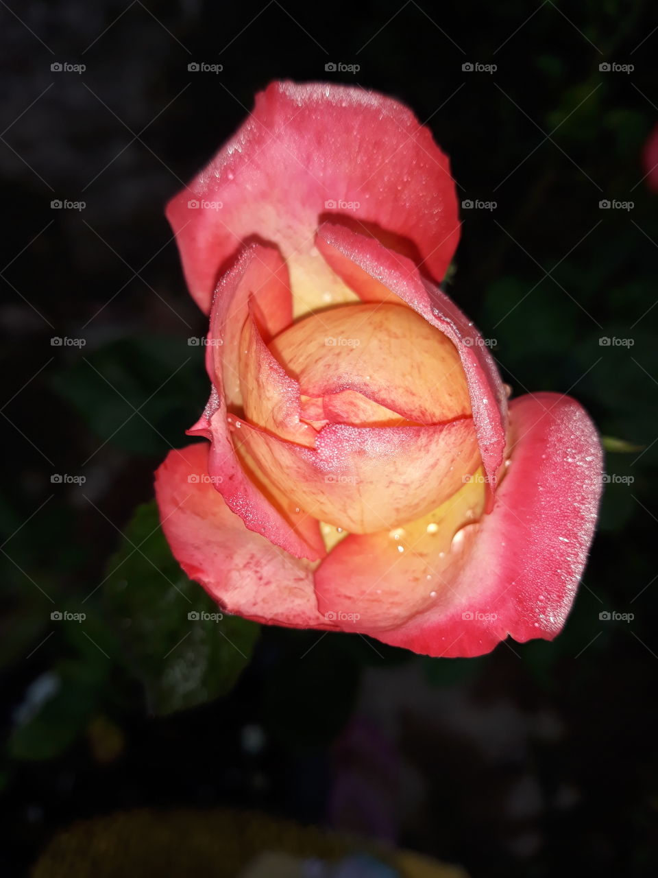 pink and yellow shaded rose bud in dark background