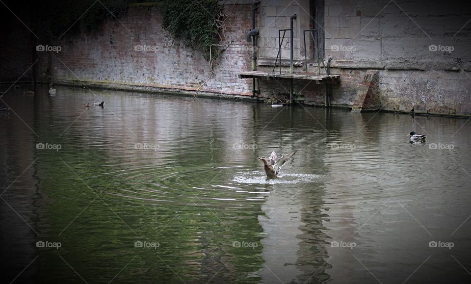 Mallard duck bathing