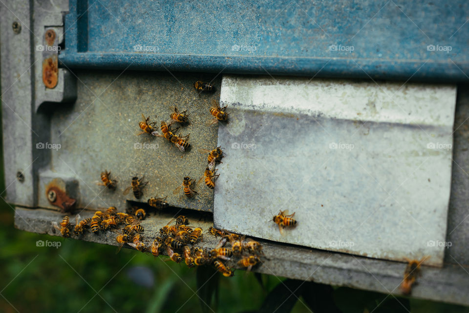 bee hive in the apiary