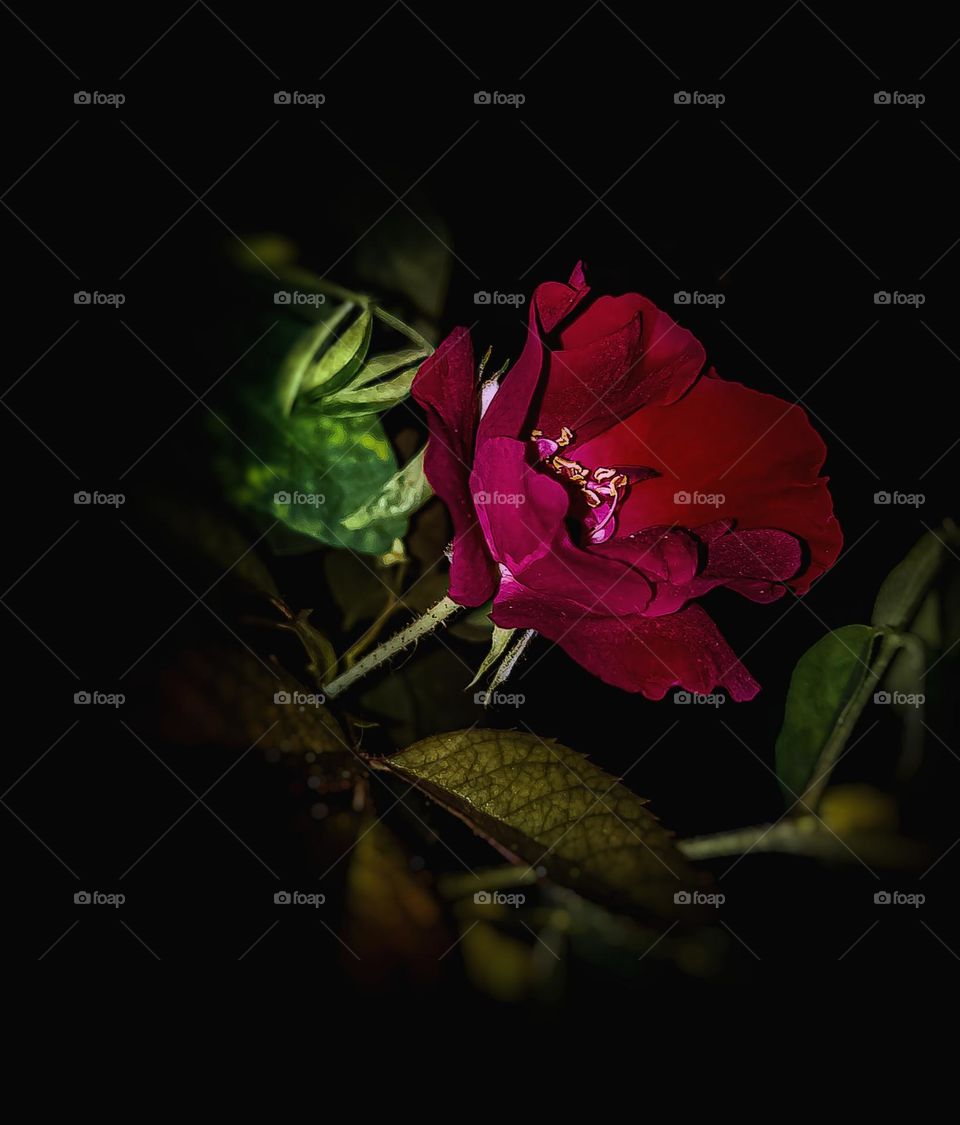 sparkling red rose...🥰