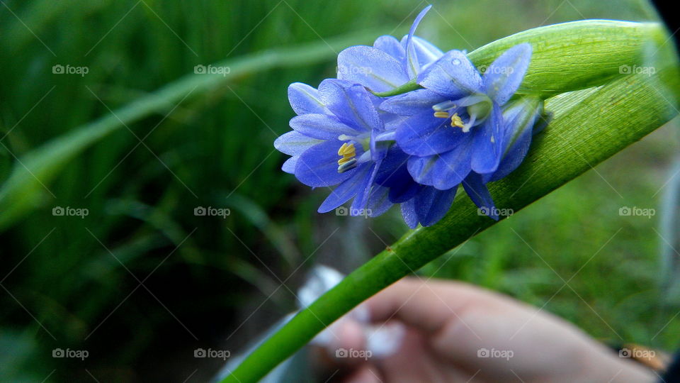 bunga gendot