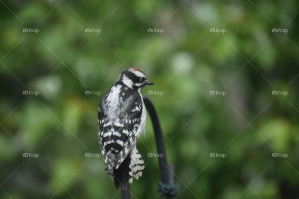 baby woodpecker