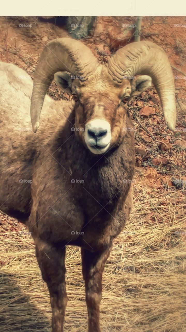 Bighorn sheep