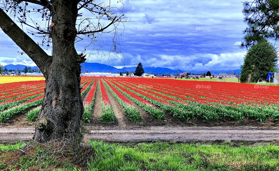 Foap Mission The Tulip Fields of Washington State’s Skagit Valley!