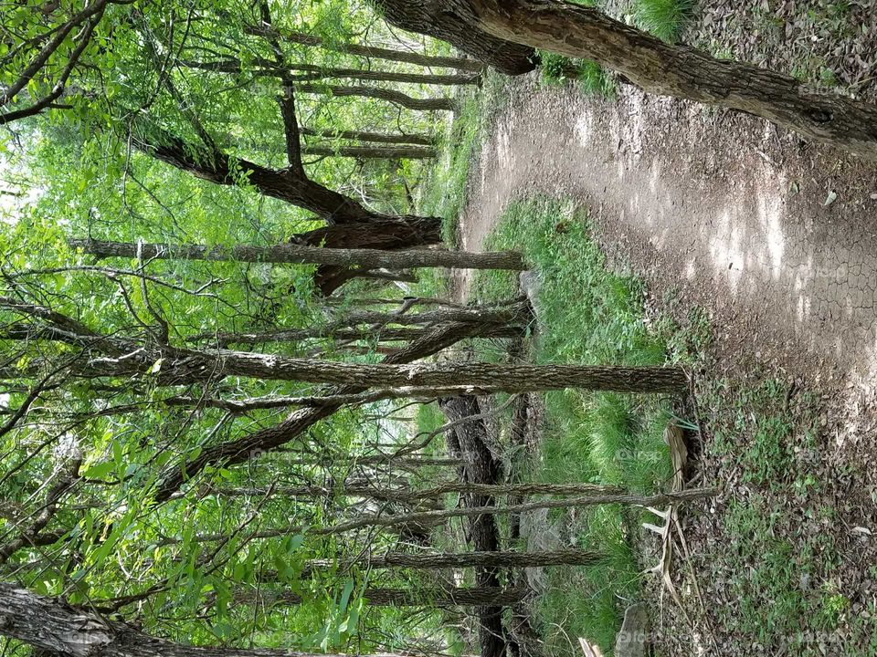 wooded trail