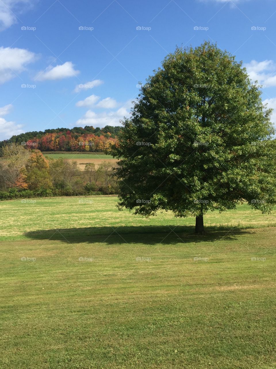 Tree. Tree with beautiful background