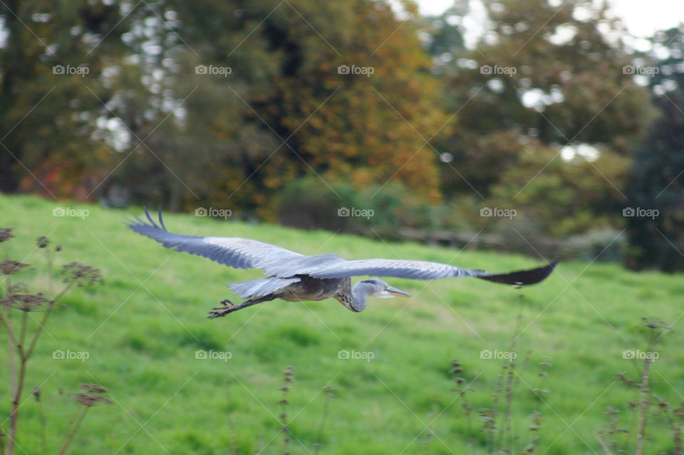 spasger007 heron in flight by spadger007