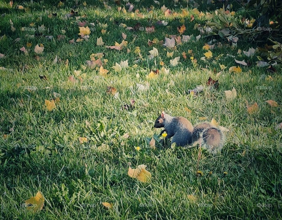 squirrel on the autumn grass