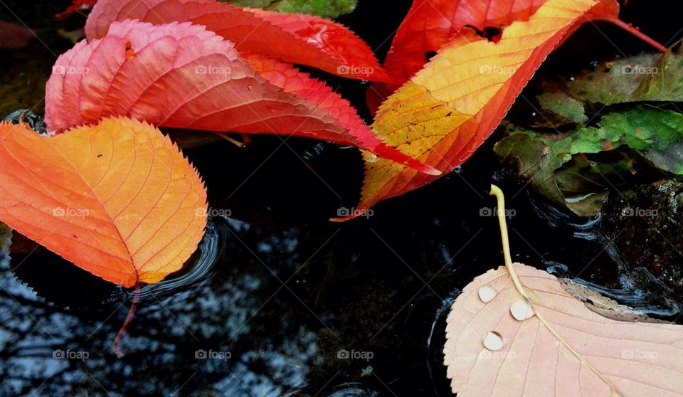 Autumn leaves floating on the water