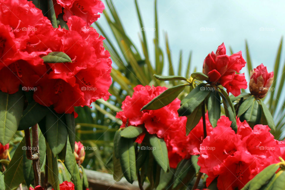 A closeup of some red rhododendron flowers with the green leaves of the woody bush and some fronds from a palm tree in the inner courtyard garden. The warm Spring sun highlights the flowers and the sky is blue. 