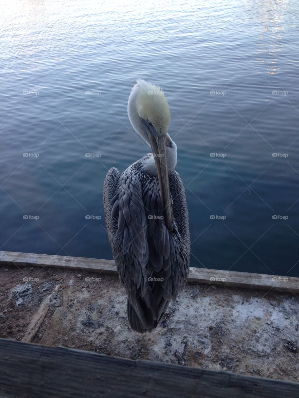Pelican at Monterey Bay. Pelican at Monterey Bay Pier