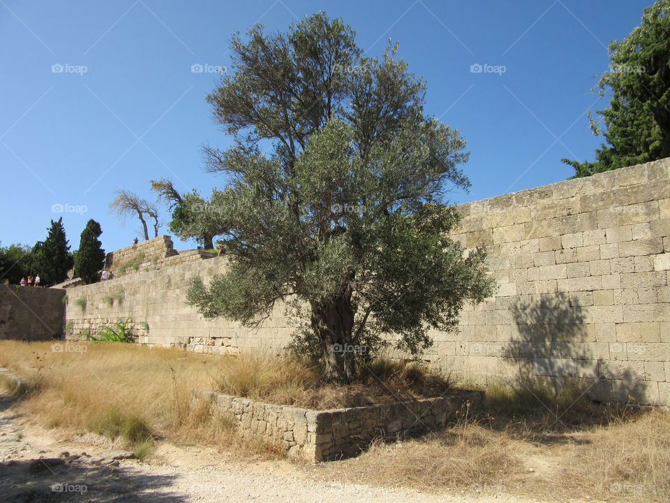 tree sky  ruin