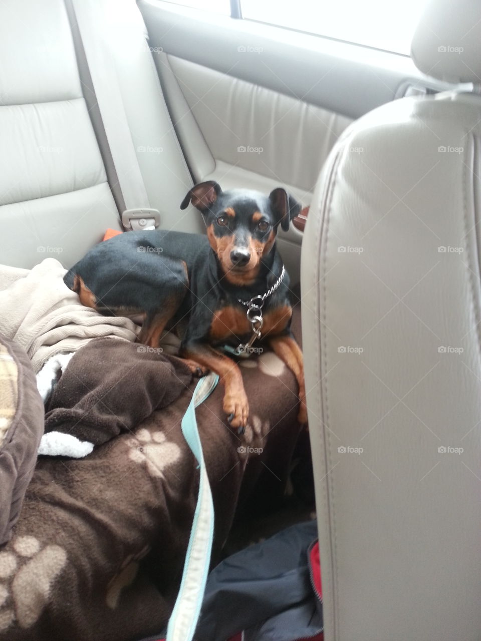 Going for a ride. coming to our house from his house in Wilmington de